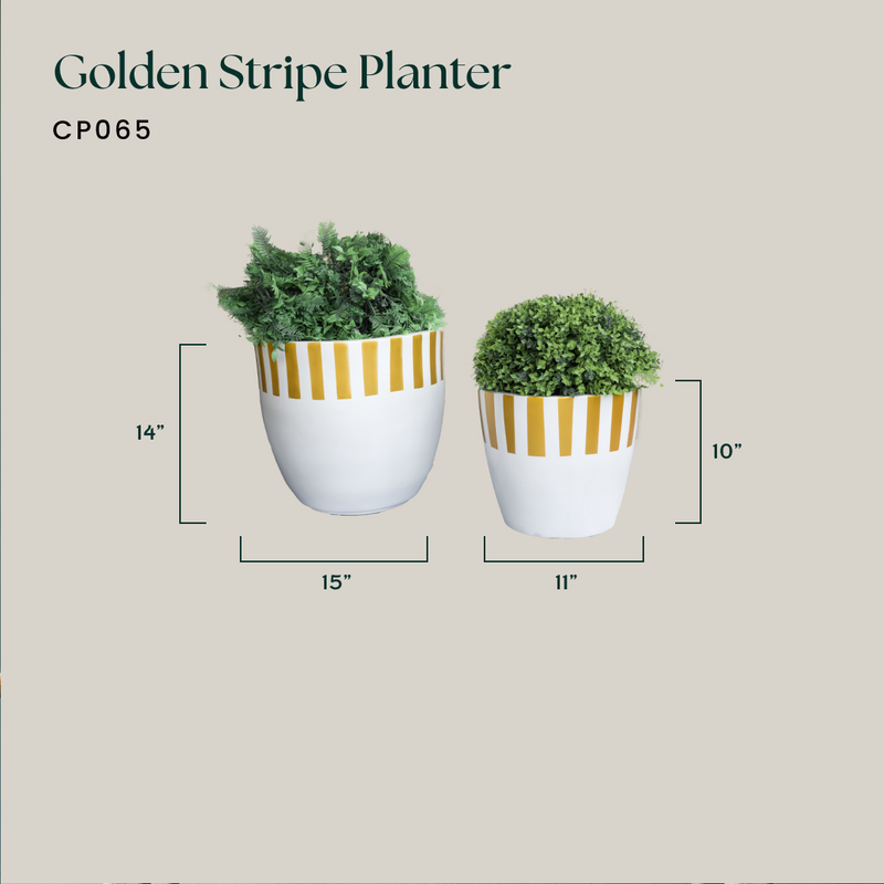 Golden Stripe Planter