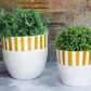 Golden Stripe Planter