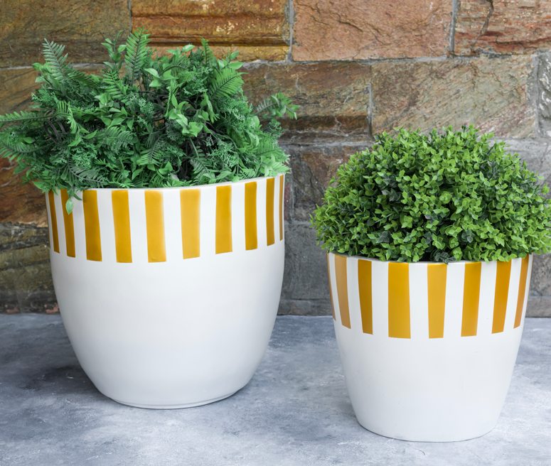 Golden Stripe Planter