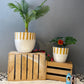 Golden Stripe Planter