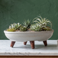 Tray Planter