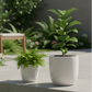Ivory Planter